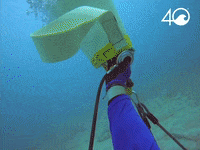 Environment Osborne GIF by 4ocean