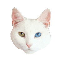 Cat Lady Sticker by Smitten Kitten