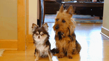 Awesome Dog GIF by America's Funniest Home Videos