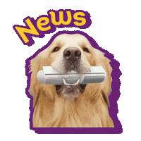 Dog Breaking Sticker by KNGF Geleidehonden