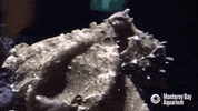 hungry octopus cyanea GIF by Monterey Bay Aquarium