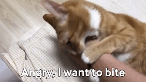 angry cat GIF