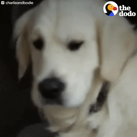 golden retriever dog GIF by The Dodo