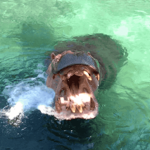 hungry mouth GIF by San Diego Zoo