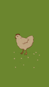 Chicken Picking GIF