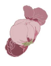 lucie_lev pink flower flowers rose Sticker