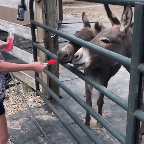 Donkey Wants Popsicle All to Itself on Hot Ohio Day
