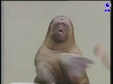 walrus GIF