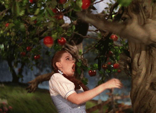 touch apples GIF