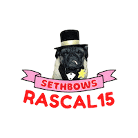 Dogs Pug Sticker by SethBows