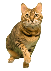 Catch It Bengal Cat Sticker by Kitty Fuchs