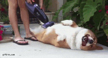 Happy Dog GIF