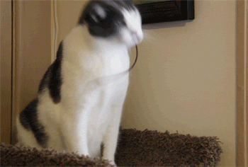 hair ties GIF