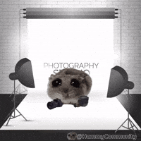 Photography Camera GIF by Sad Hamster