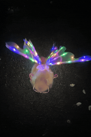 Dance Party GIF