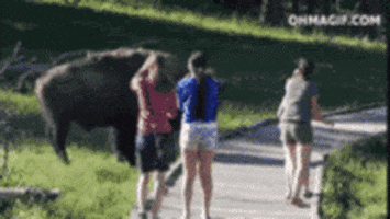 bison GIF