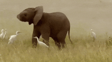 Playing Around Elephant Trunk GIF by slicedbread