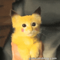 Pokemon Cute Cats GIF