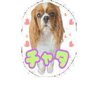 Cavalierkingcharlesspaniel Sticker