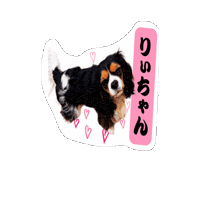 Cavalierkingcharlesspaniel Sticker