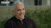 Dogwhisperer GIF by National Geographic Channel