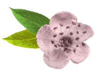 Blossomwatch Sticker by National Trust