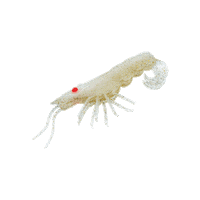 Curly Prawn Sticker by Chasebaits