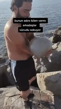 cuteanimalland giphyupload GIF