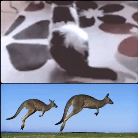 cat jump GIF by The Videobook