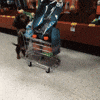 cart noms GIF
