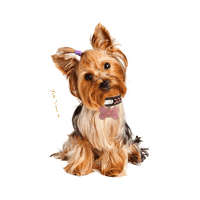 Pet Andy Sticker by Tata Nogueira Store