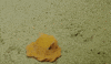 octopus GIF