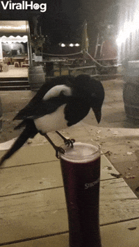 Magpie Steals A Sip of Cider