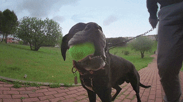 abanaacauda fun dog master treino GIF