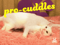 valentines day love GIF by Best Friends Animal Society