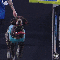 Espn Swimming GIF by American Kennel Club