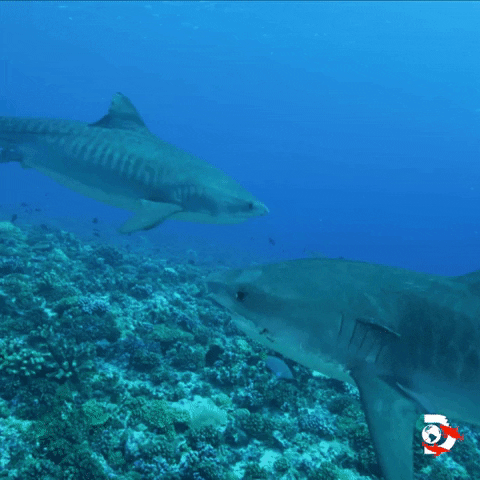 Ocean Swimming GIF by Shark Week