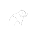 Border Collie Running Sticker by LeapEarsFurnature