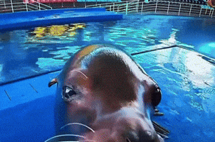 Sea Lion Reggie GIF