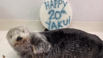 Violinist Serenades Sea Otter During 20th Birthday Celebrations