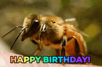Happy Birthday Bee GIF