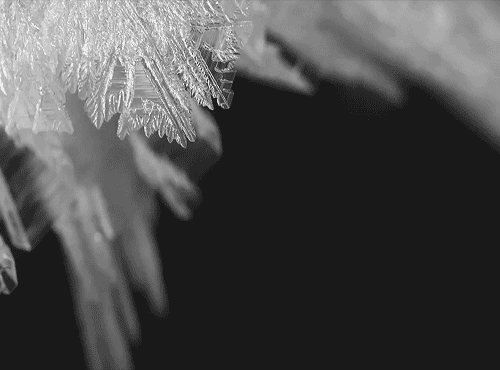 black and white winter GIF