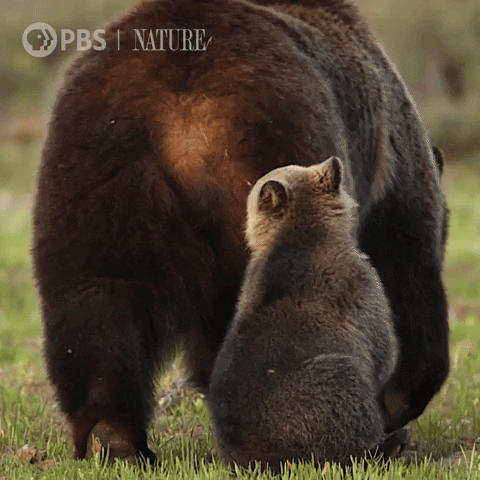 Grizzly Bear Baby GIF by Nature on PBS