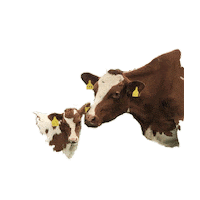 Heart Love Sticker by Mossgiel Farm