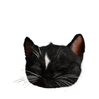 Felini cat tired sleep zzz Sticker