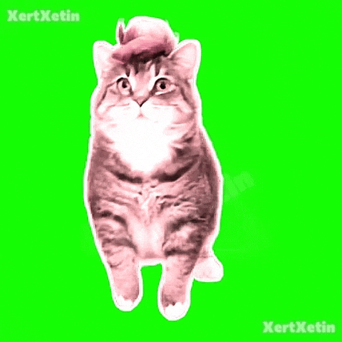 XertXetin giphyupload spinning cat oiia oiiaoiia GIF