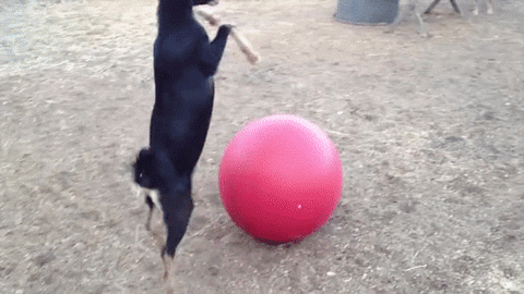 ball yoga GIF