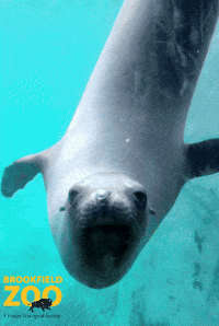 Sea Lion Swimming GIF by Brookfield Zoo