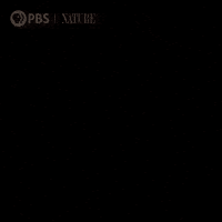 Pbs Nature Robot GIF by Nature on PBS