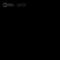 Pbs Nature Robot GIF by Nature on PBS